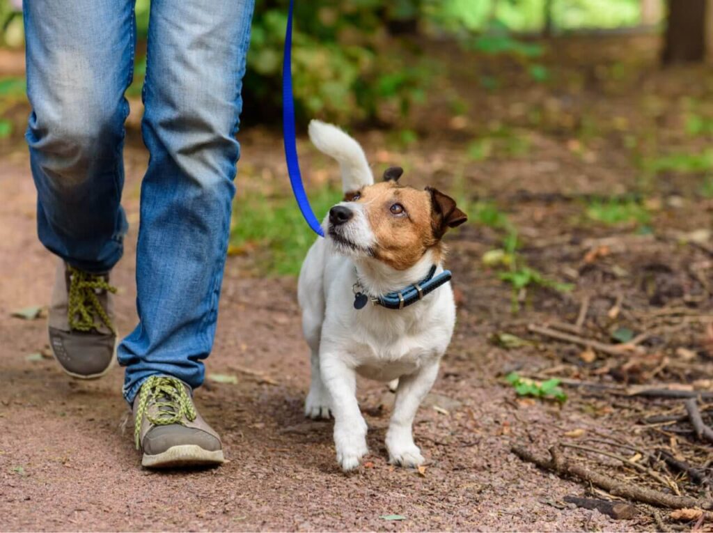 iStock-1143749718 Copy - Pet Health Care