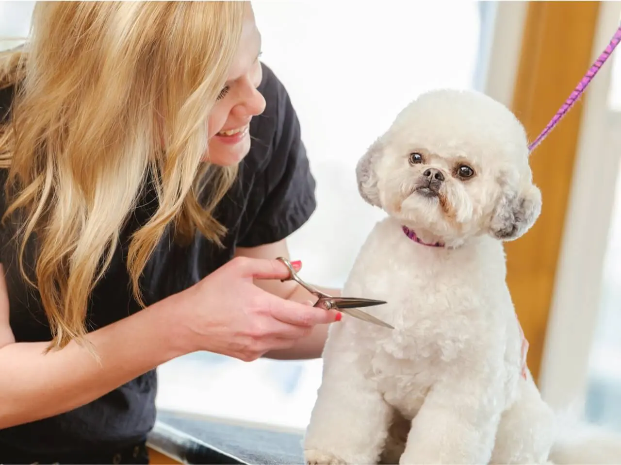 iStock-468416718 - Pet Health Care