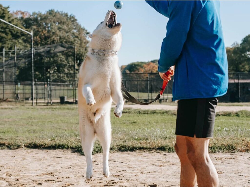 pexels-zen-chung-5749784 copy - Pet Health Care