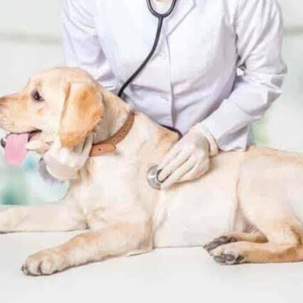 WhatsApp Image 2024-02-15 at 12.31.25_d1005724 - Pet Health Care Dog with Doctor
