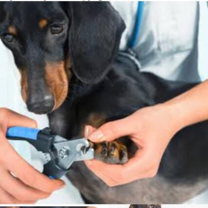 WhatsApp Image 2024-02-15 at 12.31.44_b7a57f96 - Pet Health Care Dog-2 image