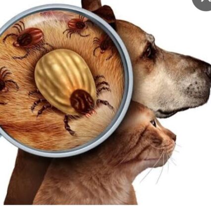WhatsApp Image 2024-02-15 at 12.32.07_e623911b - Pet Health Care Dog image