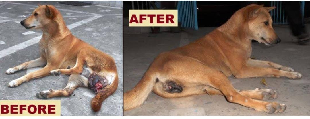 WhatsApp Image 2024-02-15 at 12.32.29_cc3b86f7 - Pet Health Care Before after dog image