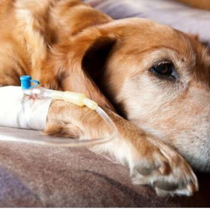 WhatsApp Image 2024-02-15 at 12.32.54_25353559 - Pet Health Care Dog with saline