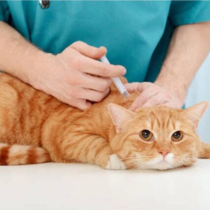 WhatsApp Image 2024-02-15 at 12.33.12_4991a6c8 - Pet Health Care Cat taking injection