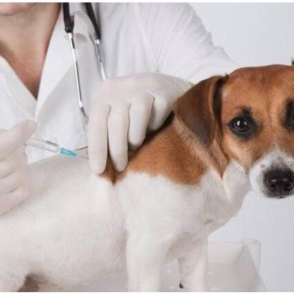 WhatsApp Image 2024-02-15 at 12.33.31_42af5a81 - Pet Health Care Dog at clinic
