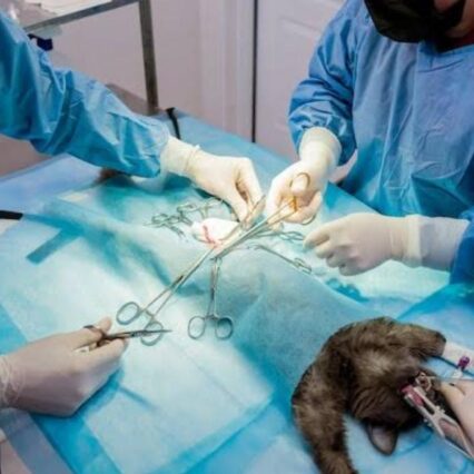 WhatsApp Image 2024-02-15 at 12.33.56_0881492c - Pet Health Care Operation on cat