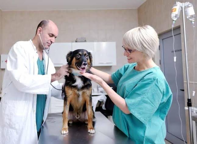 unnamed - Pet Health Care Pet Healthcare clinic interior view